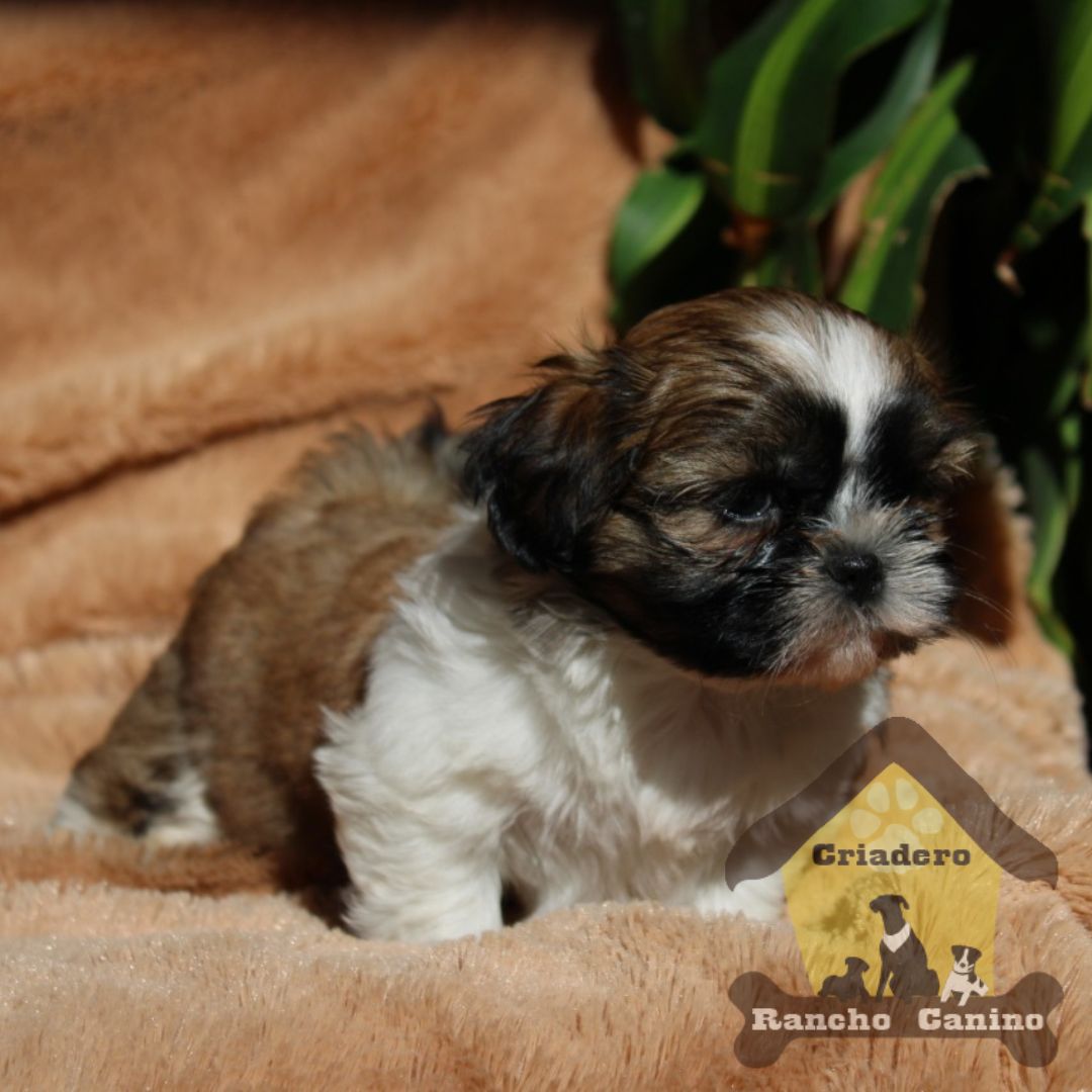 Cachorros en venta Bogotá